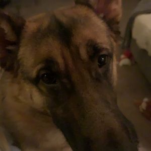 Meet your Posher, Angel